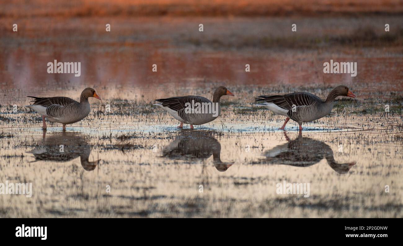 Un gruppo di oche alla ricerca di cibo nella zona umida Foto Stock