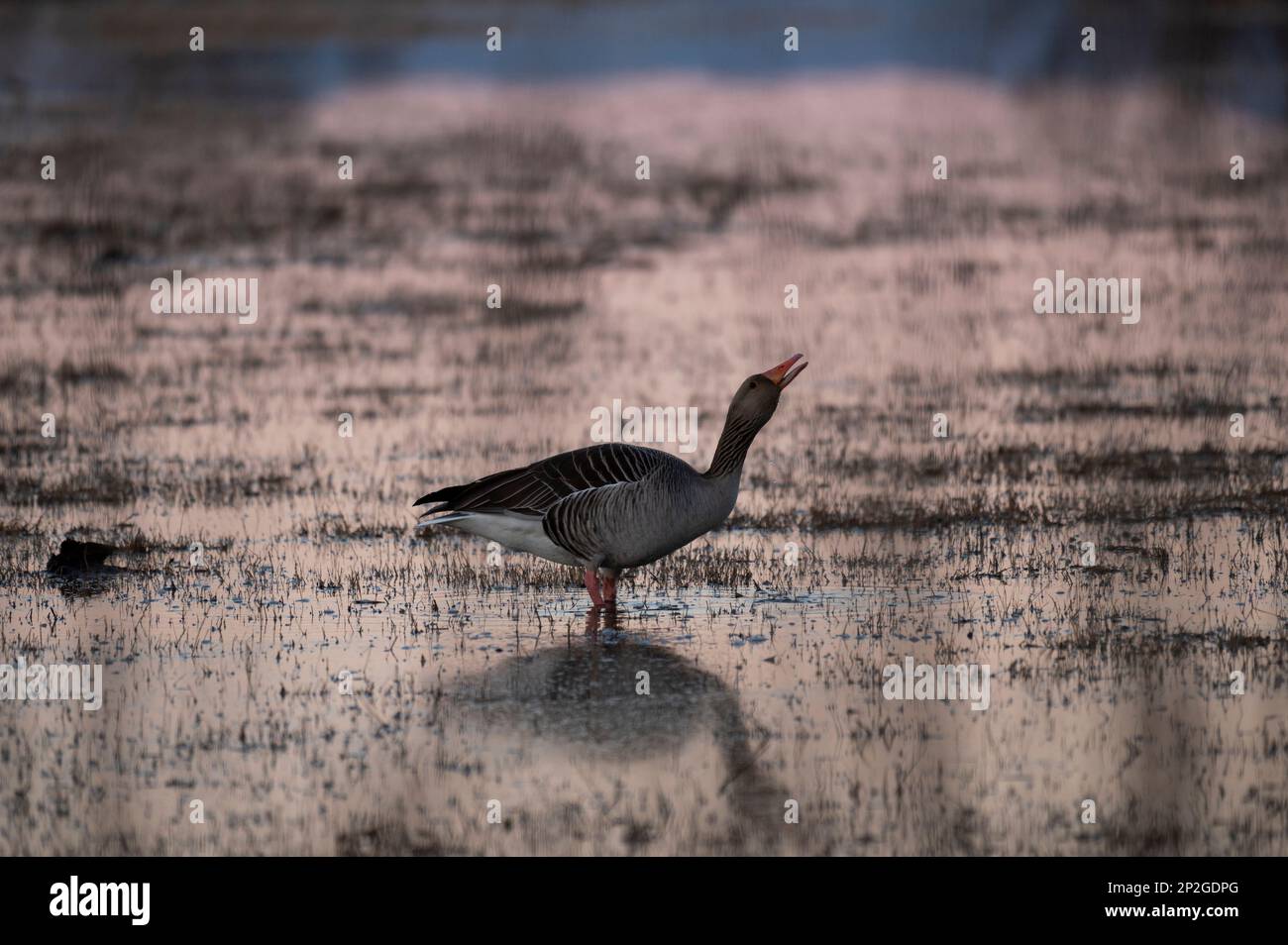 Un'oca alla ricerca di cibo nella zona umida Foto Stock