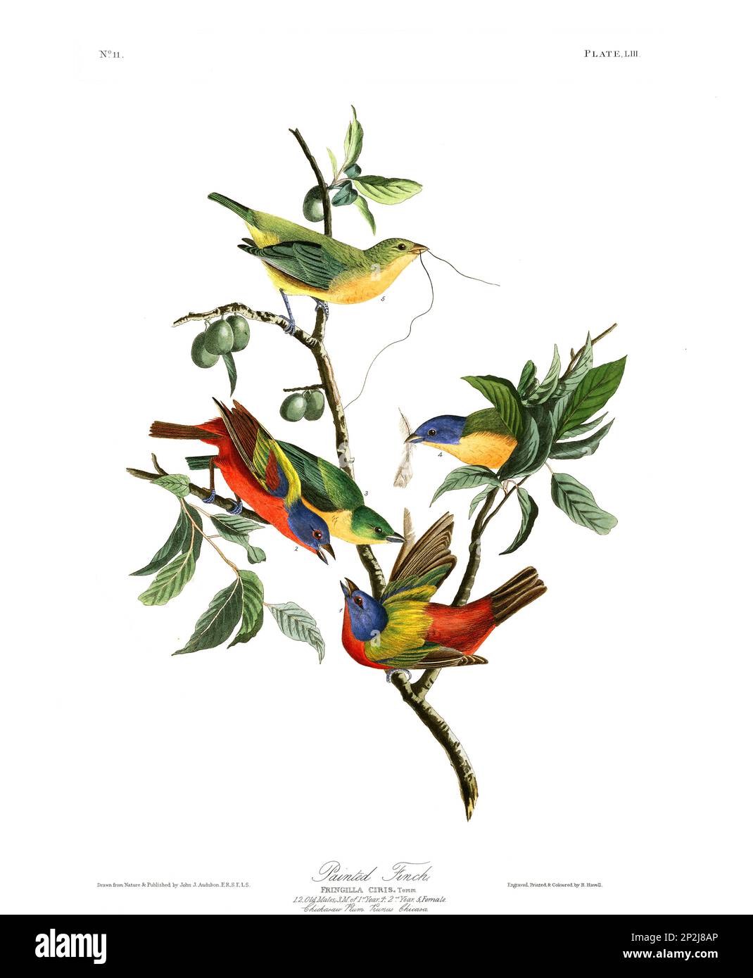 Pinch verniciato. Illustrazione di uccelli da uccelli d'America di John James Audubon- 1860 Foto Stock
