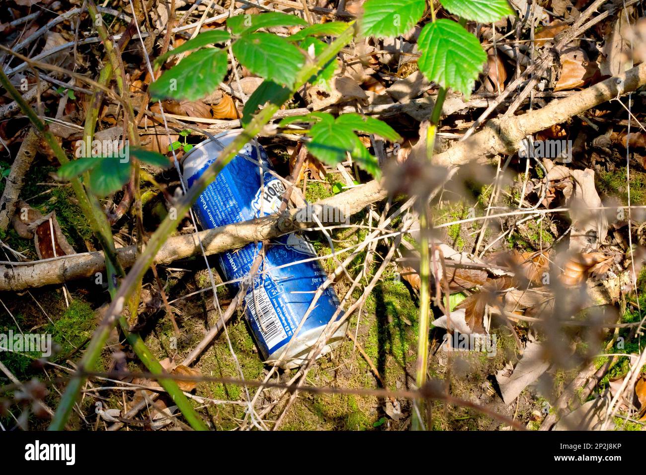 Primo piano di una birra di metallo può essere scartata in modo incauto come lettiera in campagna, lentamente nascosto alla vista da Madre natura. Foto Stock