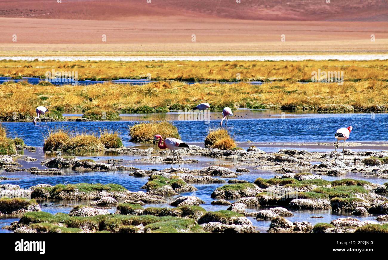 Bel lago con rocce e erba secca, fenicoparrus andinus selvaggio andino (fenicoparrus andinus) in un paesaggio arido - deserto Atacama, Laguna Chaxa, Cile Foto Stock