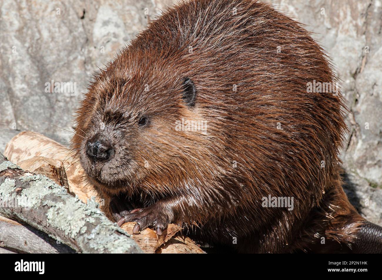 North American Beaver masticare su legno medio colpo Foto Stock