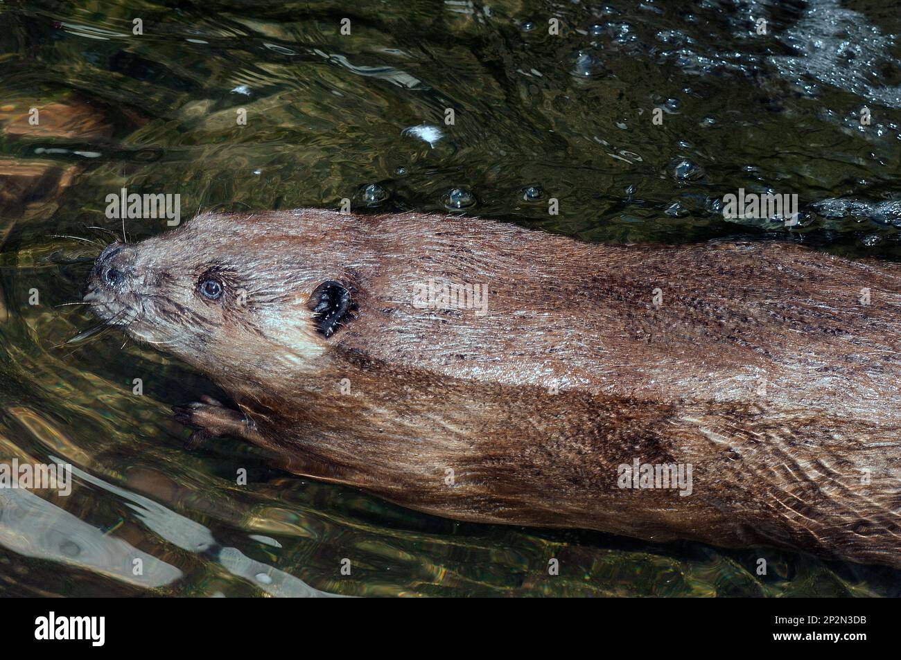 North American Beaver nuoto a sinistra tiro medio Foto Stock