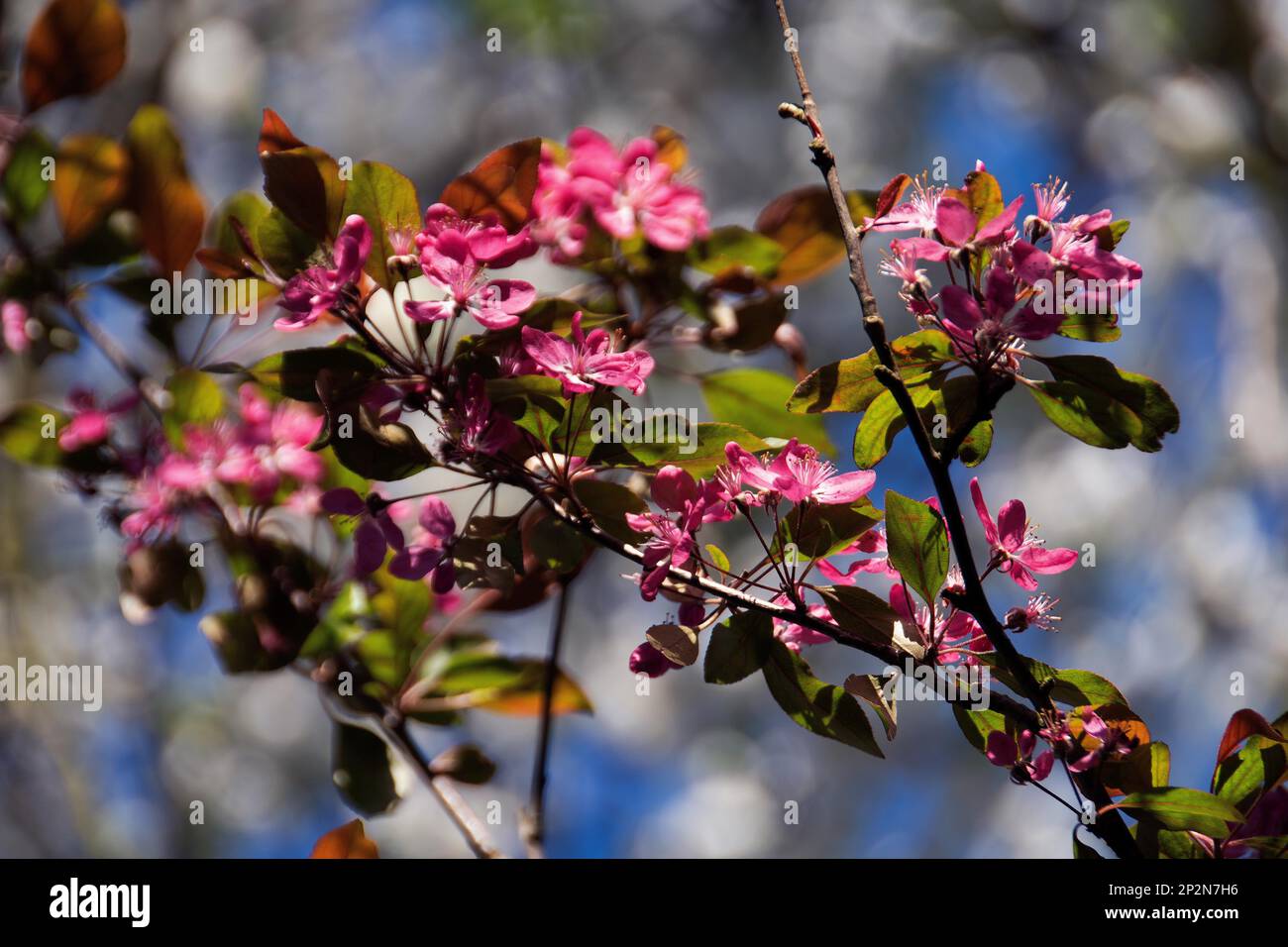 Malus fiorisce-tempo Foto Stock