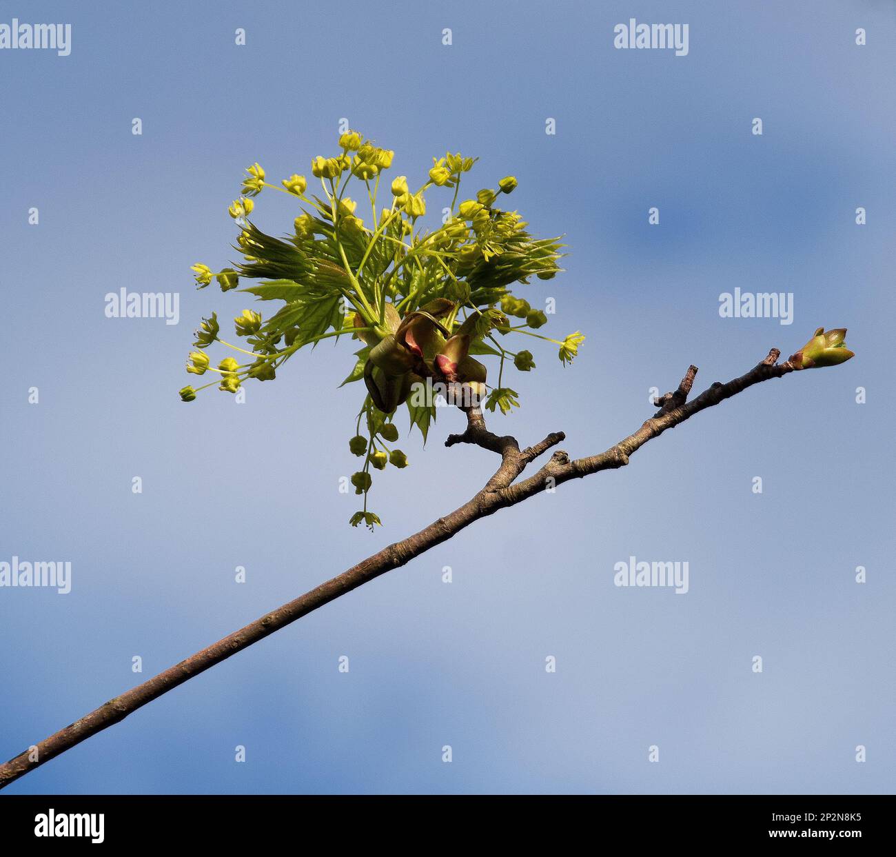 Acer platanoides 'Drummondii' in fiore Foto Stock