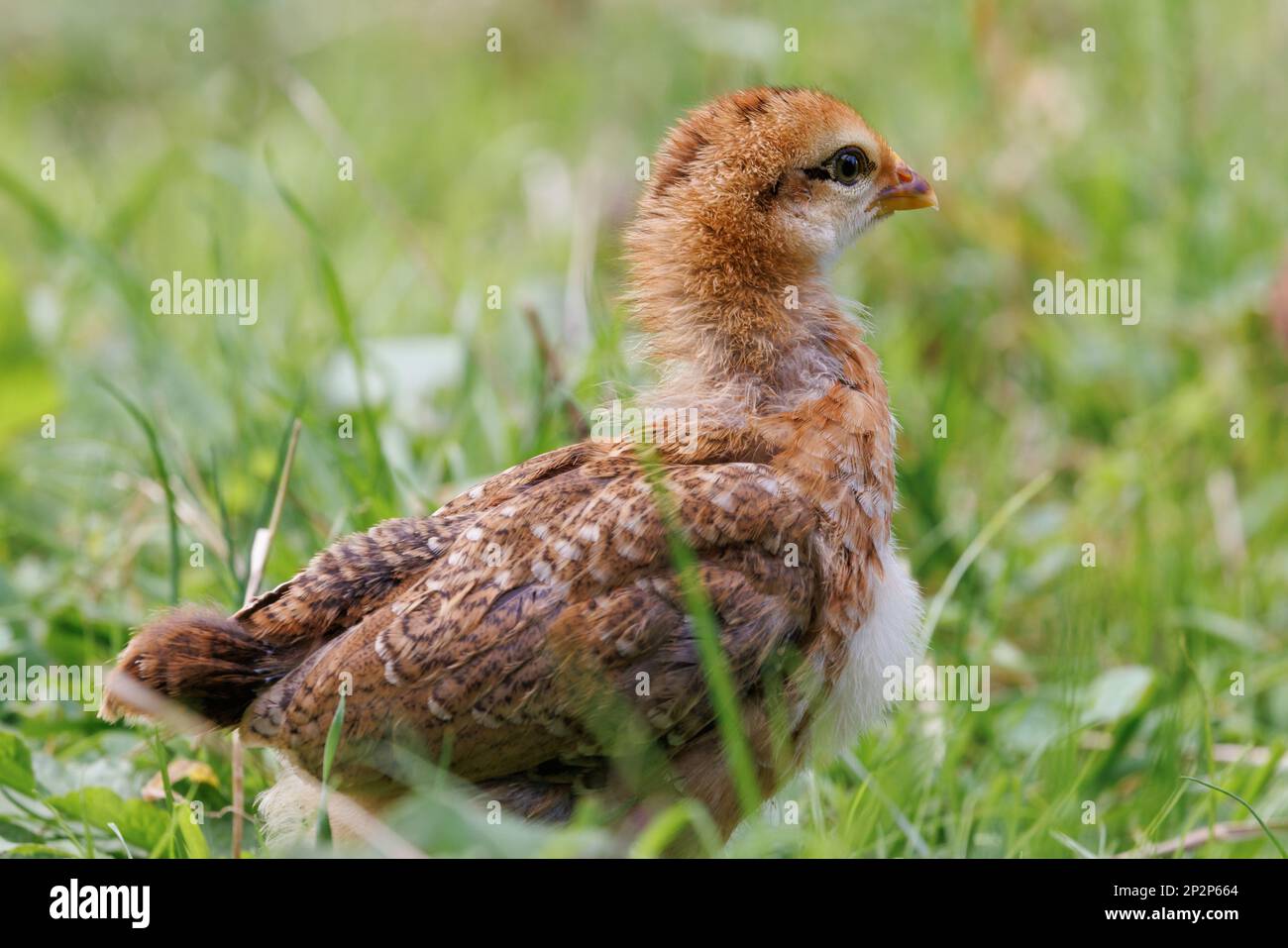 Pollo giovane che cammina in erba Foto Stock