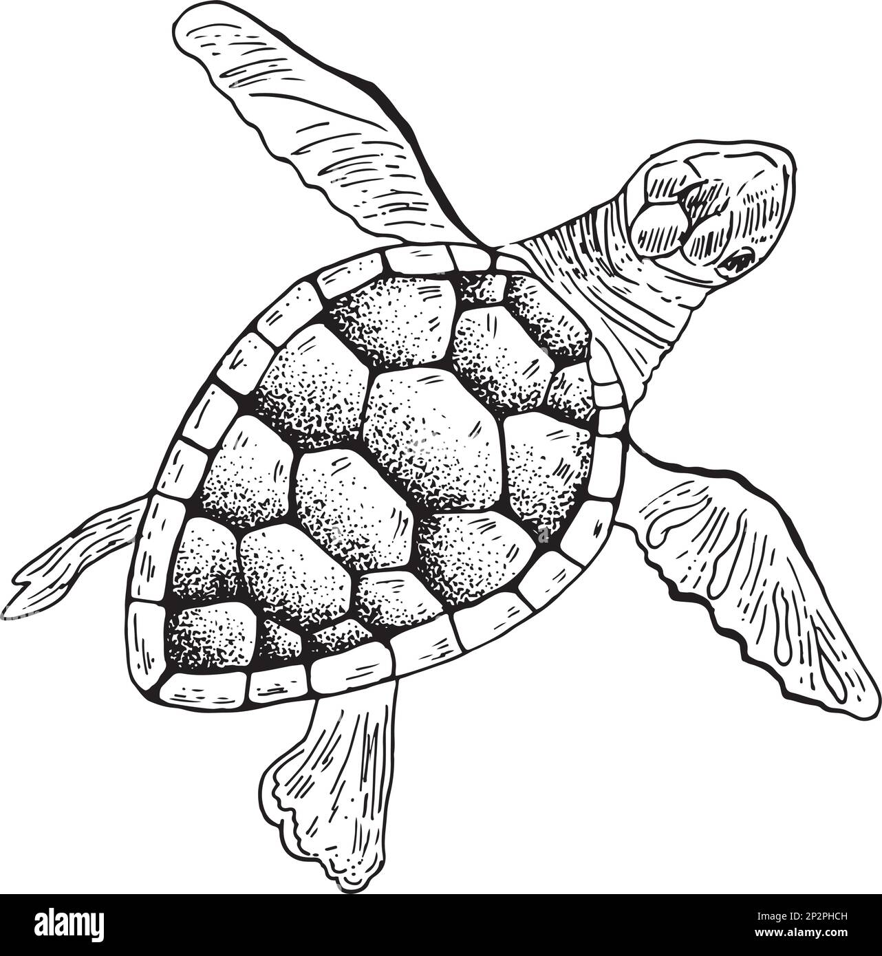 Tartaruga marina incisione disegnata a mano schizzo stile Animali subacquei Illustrazione vettoriale Illustrazione Vettoriale