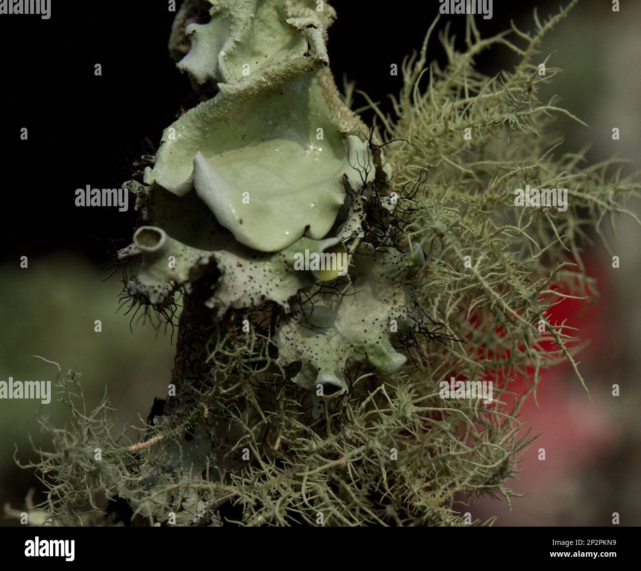 Licheni - deriva da alghe o cianobatteri che vivono tra filamenti di specie di funghi multipli in una relazione mutualistica. Foto Stock