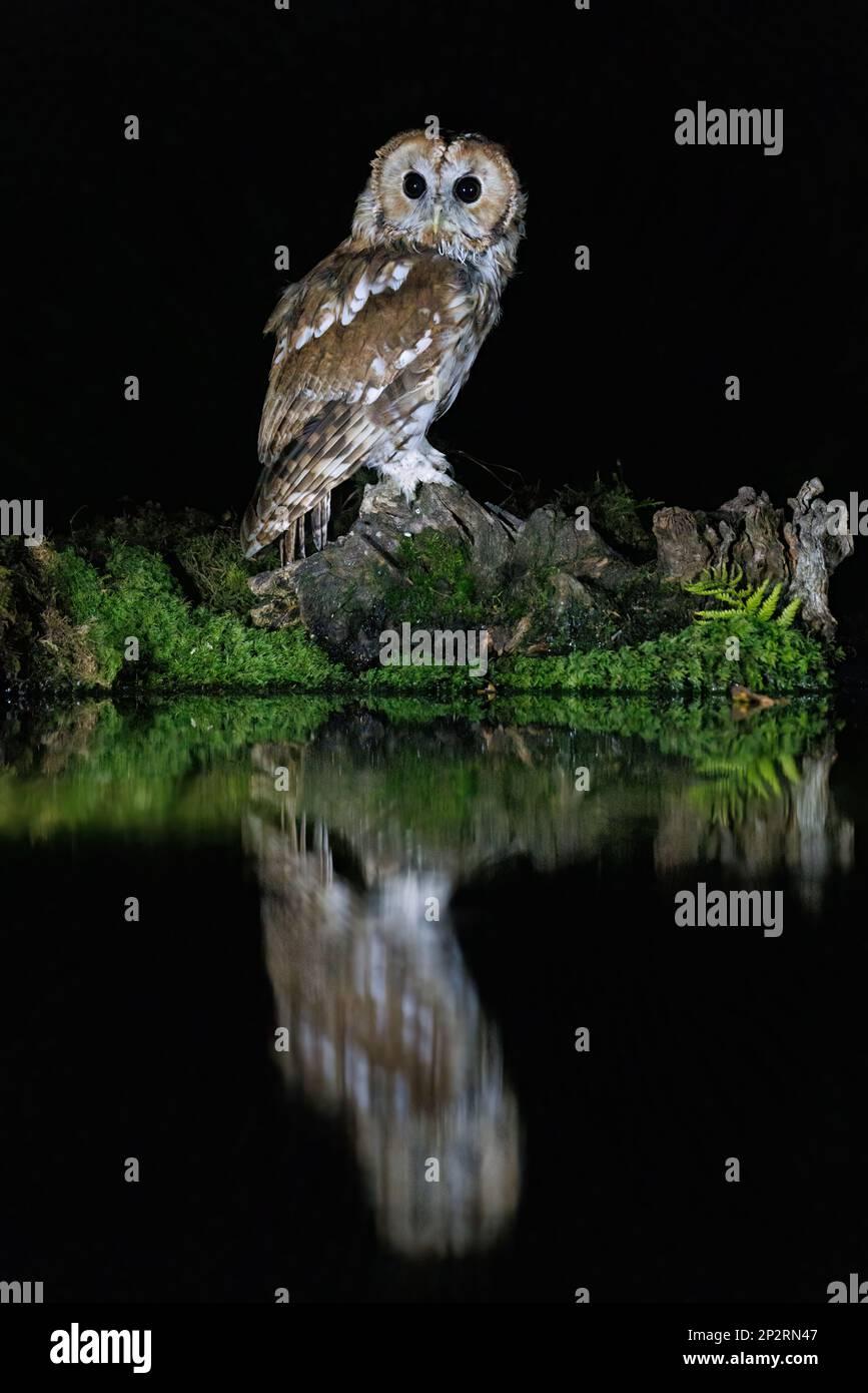 Gufo bruno [ Strix aluco ] sul bordo dello stagno di notte con riflessione Foto Stock