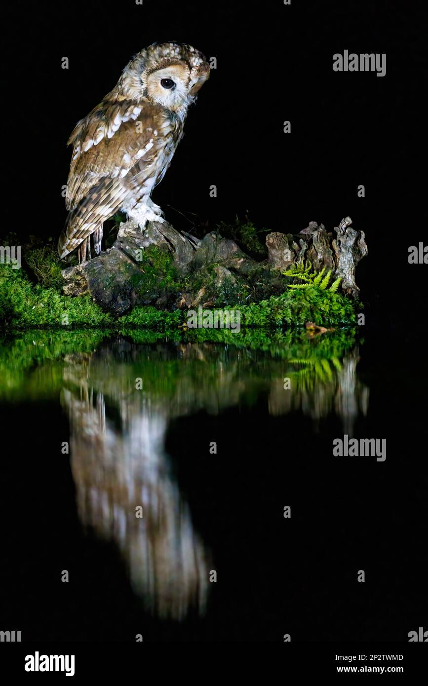 Gufo bruno [ Strix aluco ] sul bordo dello stagno di notte con riflessione Foto Stock