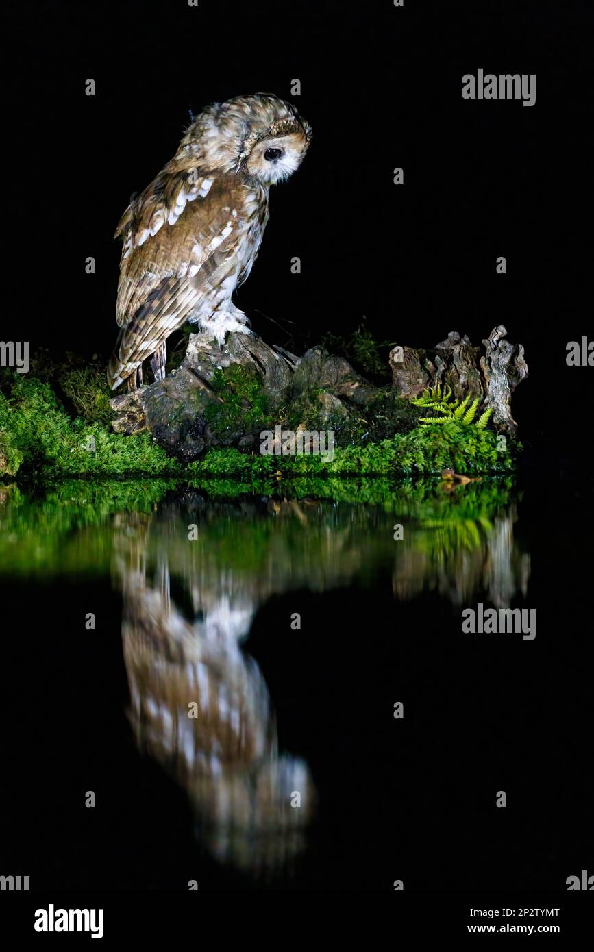 Gufo bruno [ Strix aluco ] sul bordo dello stagno di notte con riflessione Foto Stock