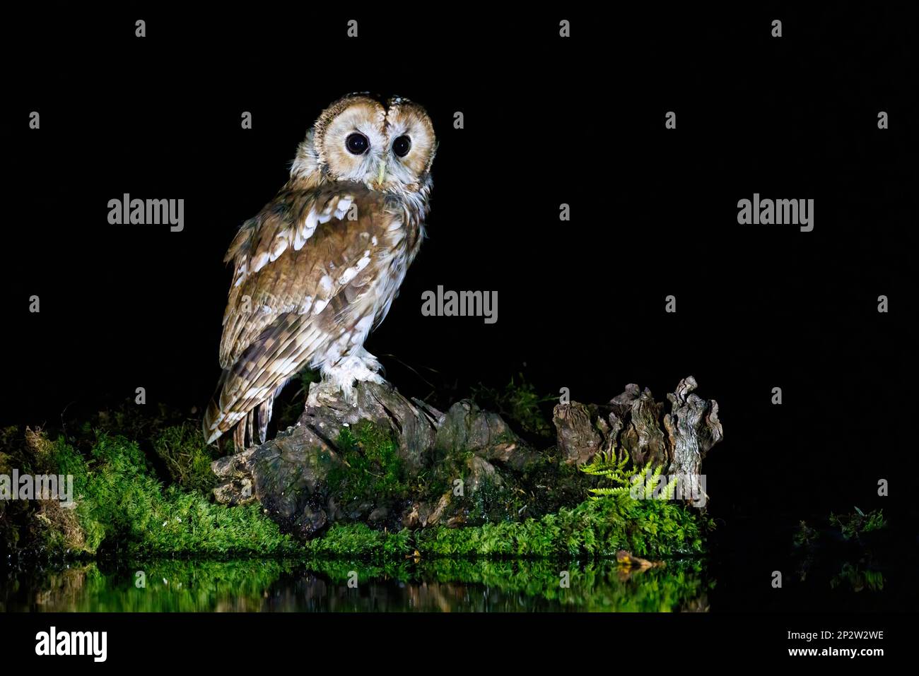 Gufo bruno [ Strix aluco ] sul bordo dello stagno di notte con riflessione Foto Stock