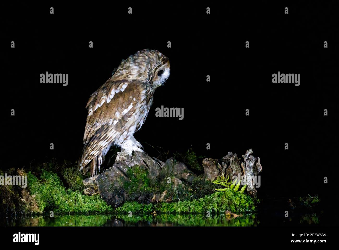 Gufo bruno [ Strix aluco ] sul bordo dello stagno di notte con riflessione Foto Stock