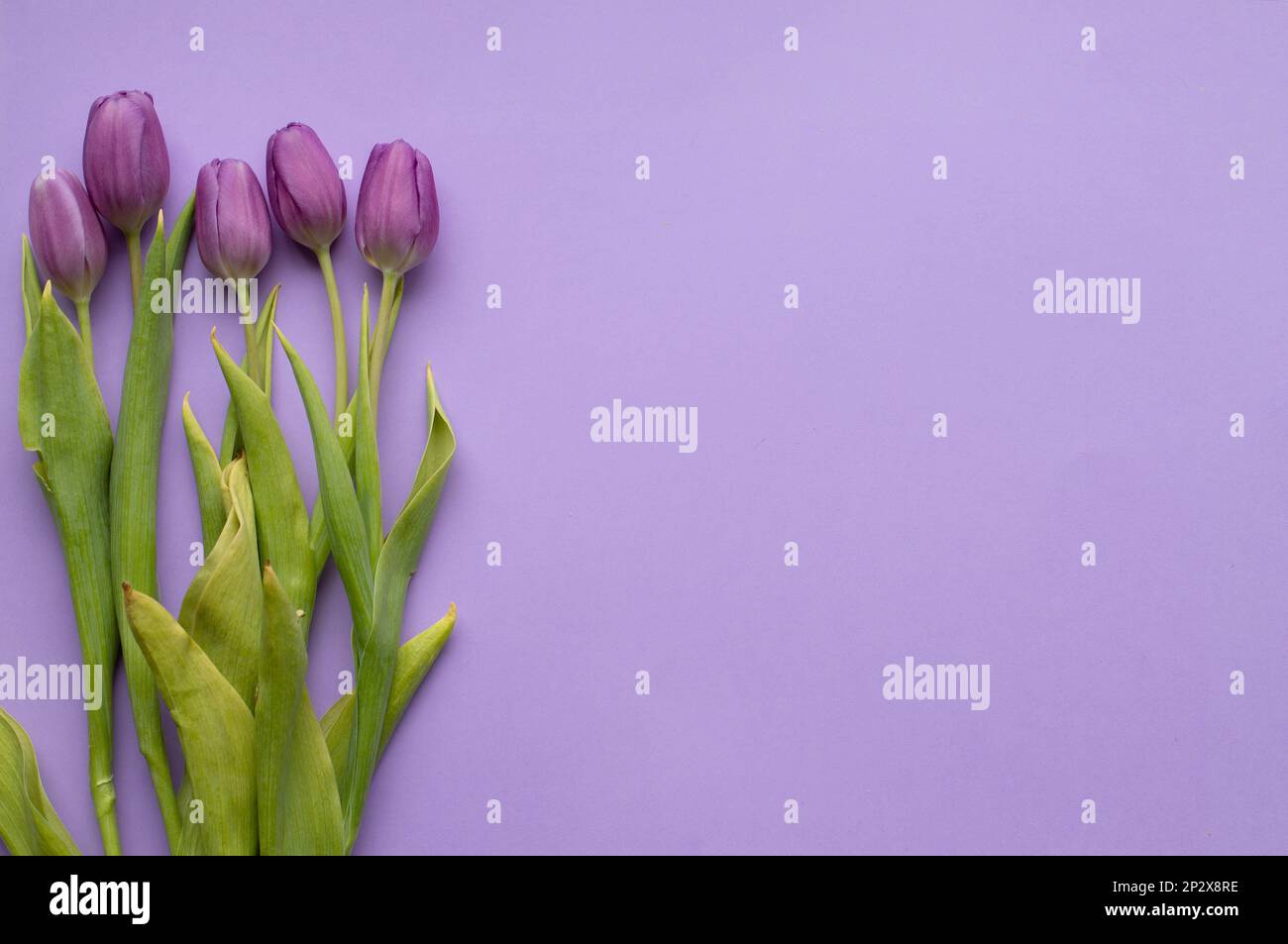 Tulipani freschi di primavera su sfondo viola per la giornata della mamma, carta di auguri di San Valentino Foto Stock