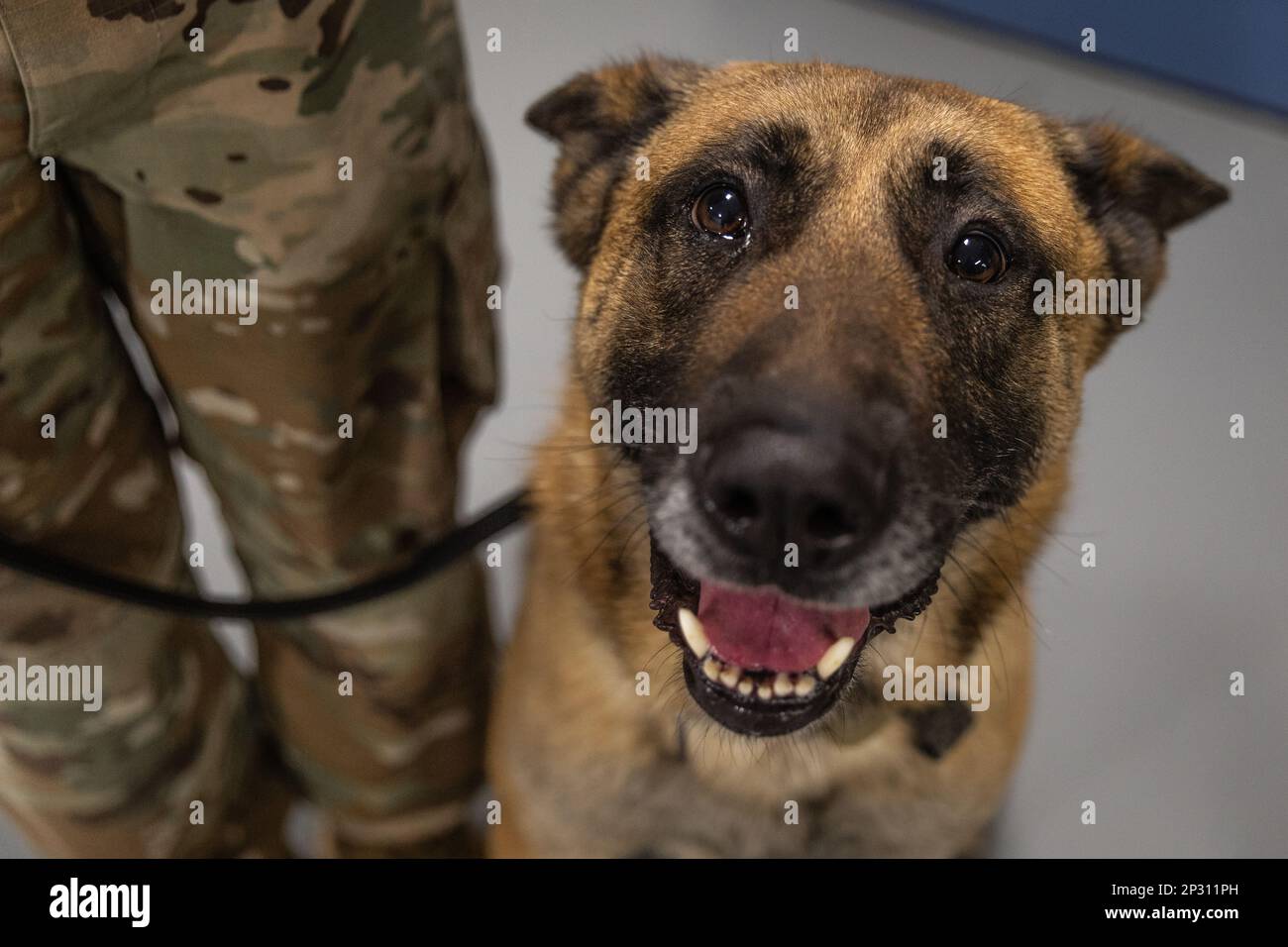 LILO, un cane militare che lavora con il 928th Military Working Dog Detachment, Connecticut Army National Guard, posa per una foto all'interno del Governatore William A. o'Neill Armory, Hartford, Connecticut, 4 gennaio 2023. LILO, uno Shepard tedesco di quattro anni, era uno dei due cani da lavoro del 928th presente durante l'inaugurazione del governatore Ned Lamont. Foto Stock