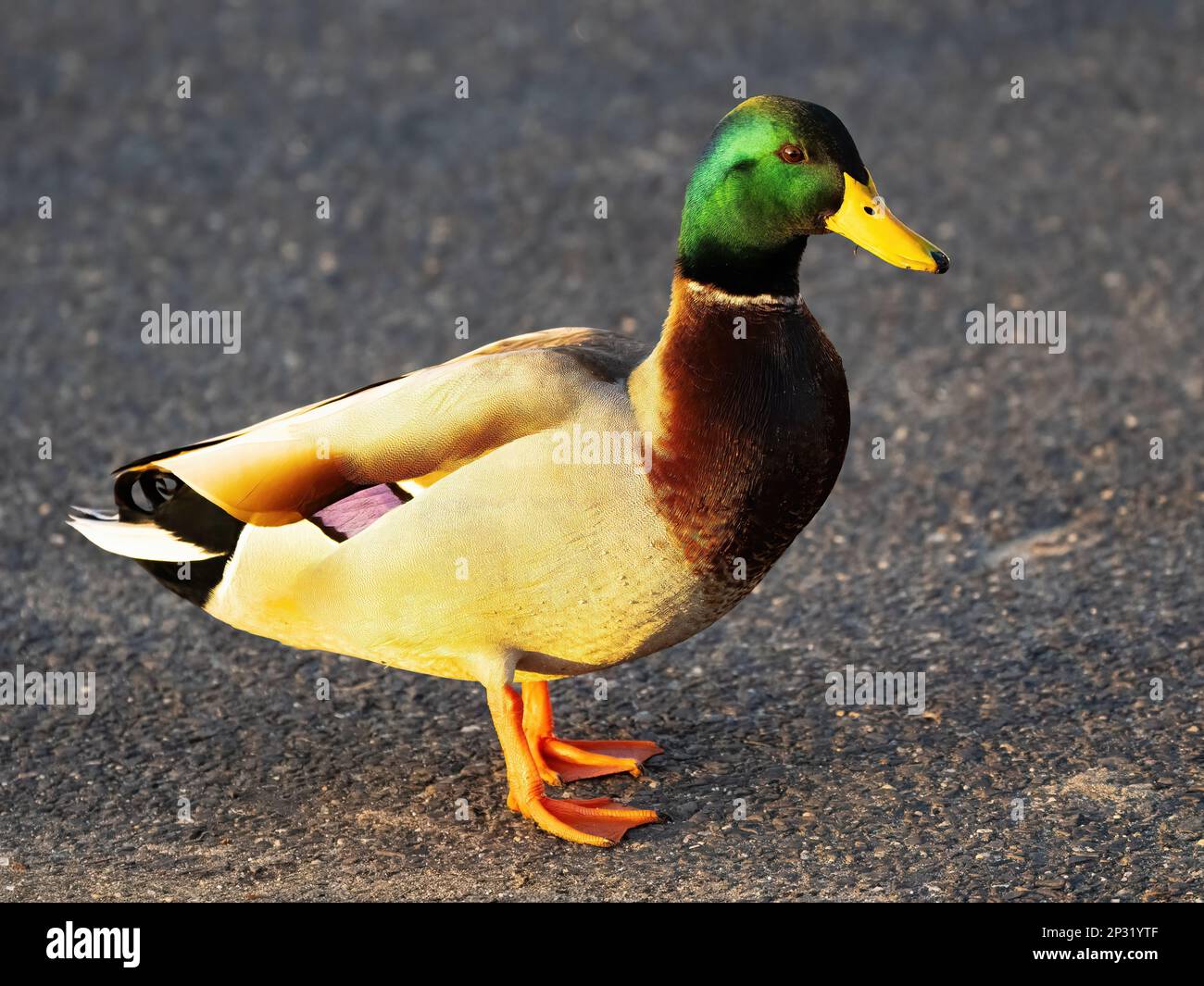 Un maschio Mallard Duck in piedi su cemento Foto Stock