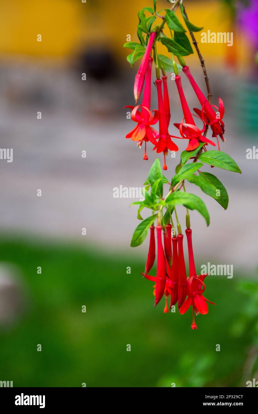 Il fiore nazionale del Perù è chiamato cantua Foto Stock