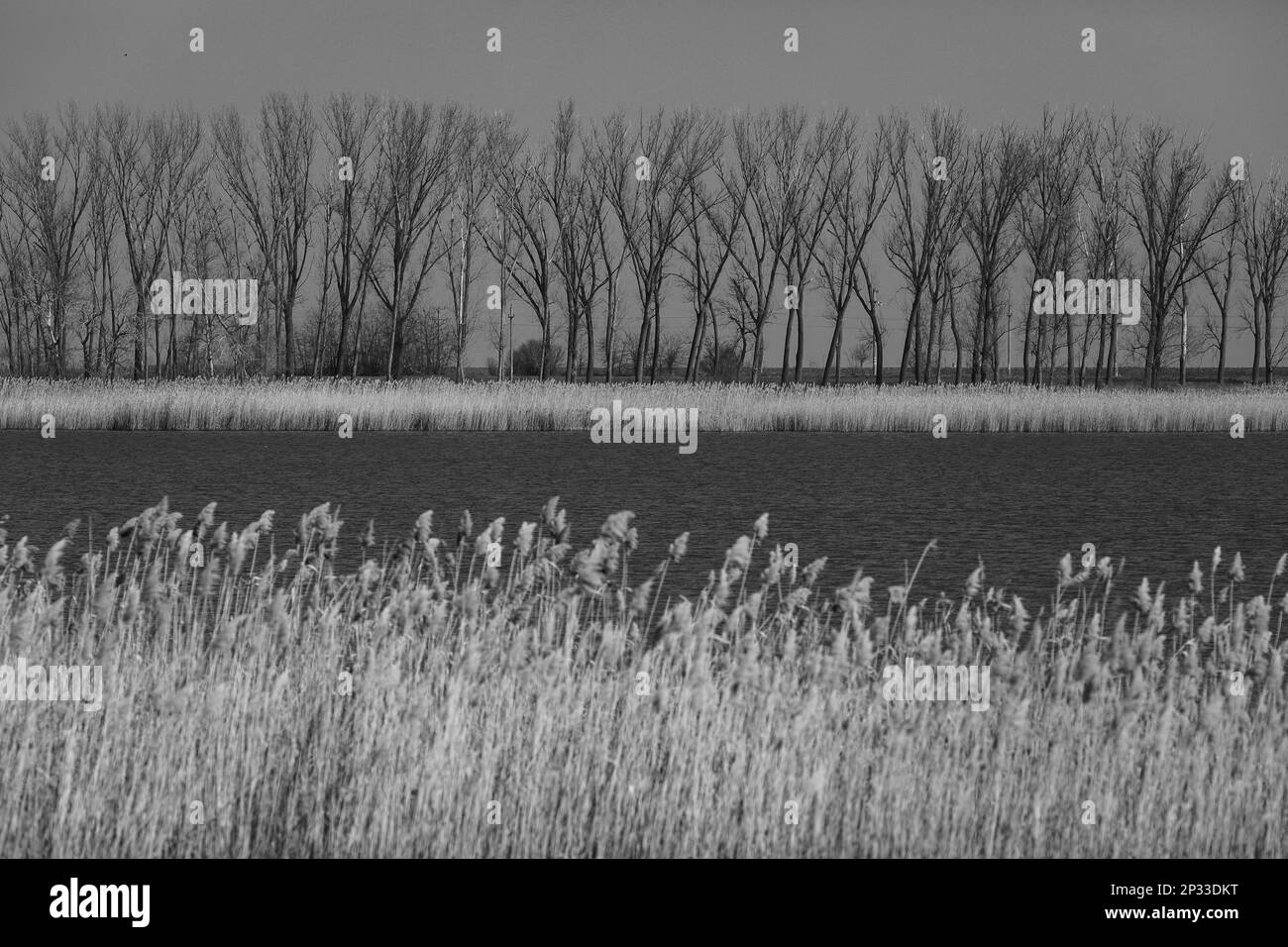 Paesaggio bianco e nero primaverile con alberi sullo sfondo, fiume nel mezzo e canne secche in primo piano. Foto Stock