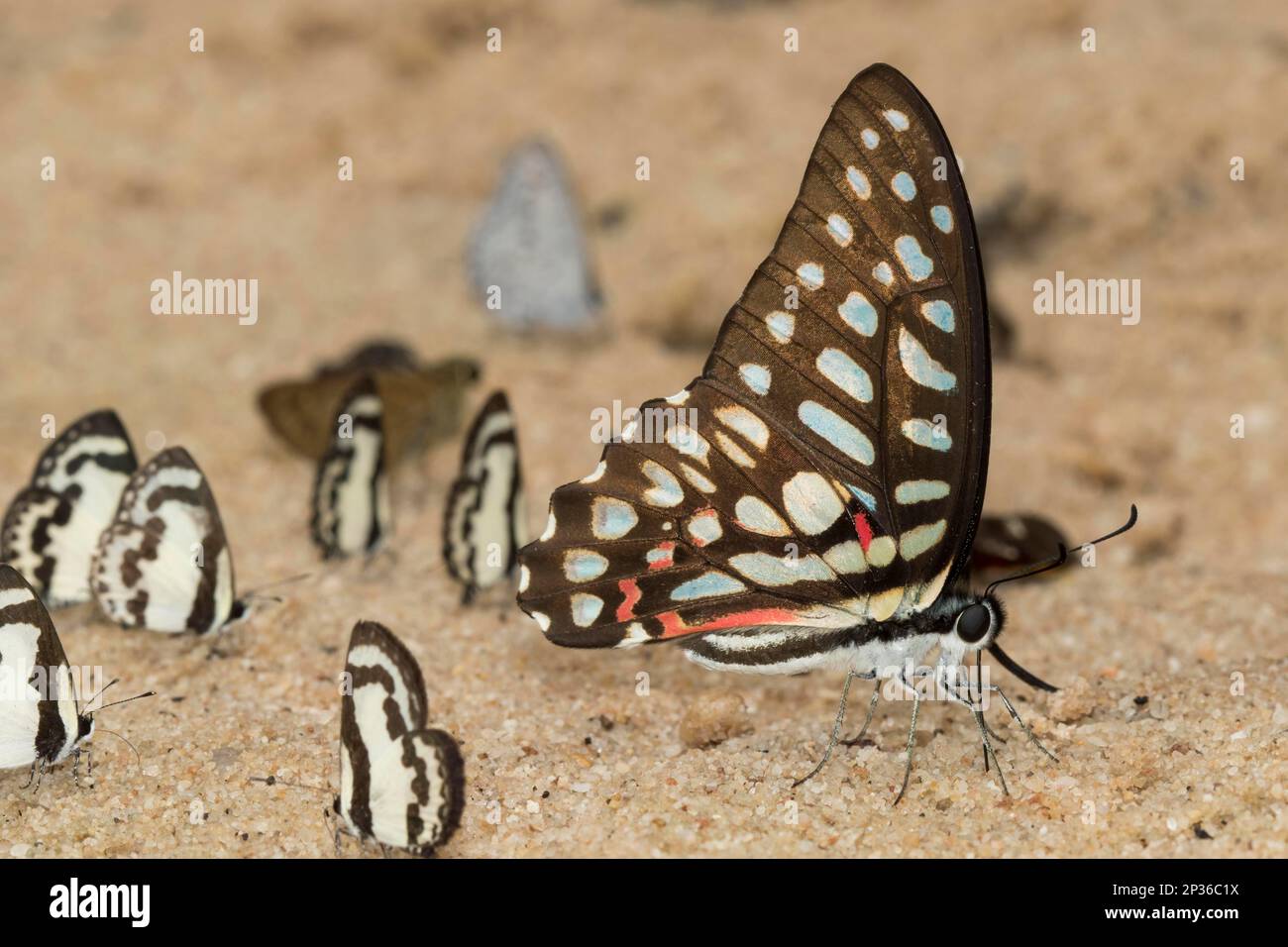 Jay comune (Graphium doson), Phu Chong Na YOI Parco Nazionale, Na Chaluai, Ubon Ratchathani Distretto, Isaan, Thailandia Foto Stock