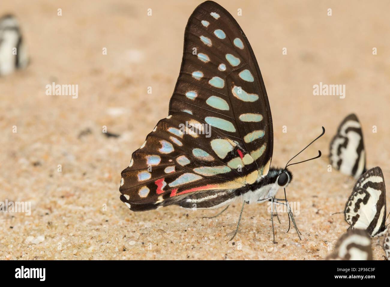 Jay comune (Graphium doson), Phu Chong Na YOI Parco Nazionale, Na Chaluai, Ubon Ratchathani Distretto, Isaan, Thailandia Foto Stock
