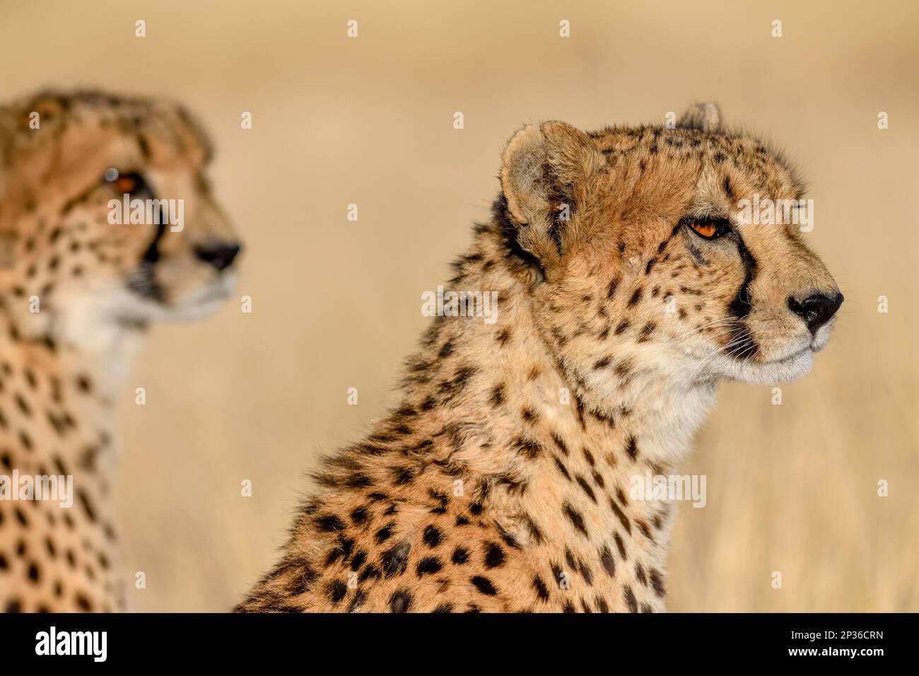 Due ghepardi (Acinonyx jubatus), maschio, Okonjima Riserva Naturale, vicino Otjiwarongo, Otjozondjupa Regione, Namibia Foto Stock