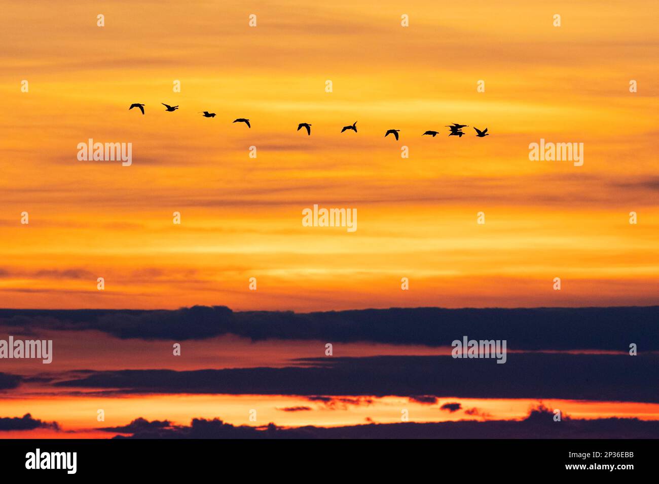 Prigione eurasiatica (Mareca penelope), piccolo gregge che vola al tramonto, Falsterbo, Provincia di Skane, Svezia Foto Stock