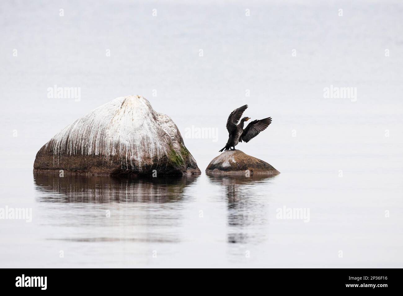 Grande cormorano (Phalacrocorax carbo), uccelli che asciugano piume sulle rocce nel mare, Ottenby, Oeland, Provincia di Kalmar, Svezia Foto Stock