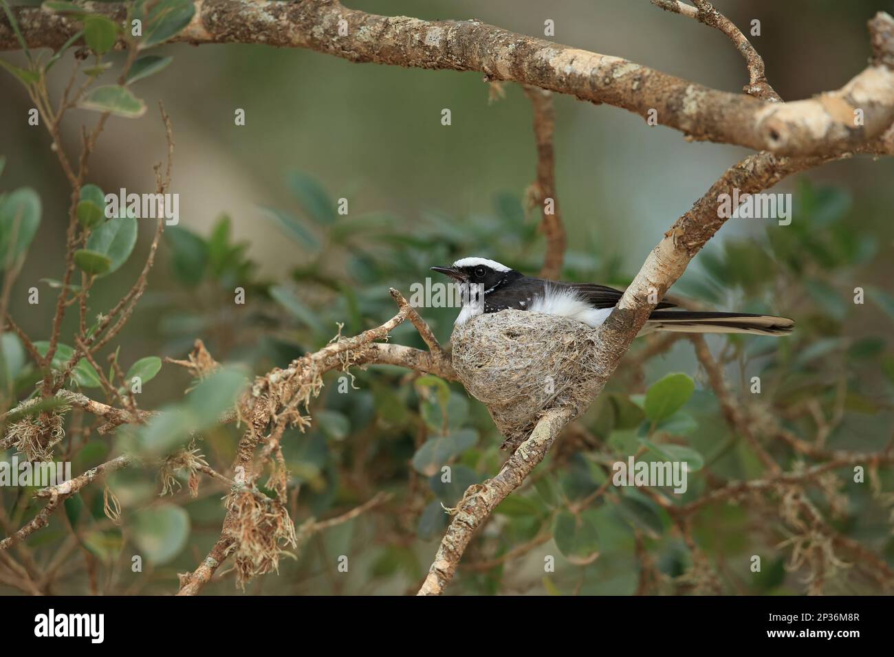 Fantasma adulto bianco-marrone (Rhipidura aureola), seduta in un nido su un ramo, Sri Lanka Foto Stock