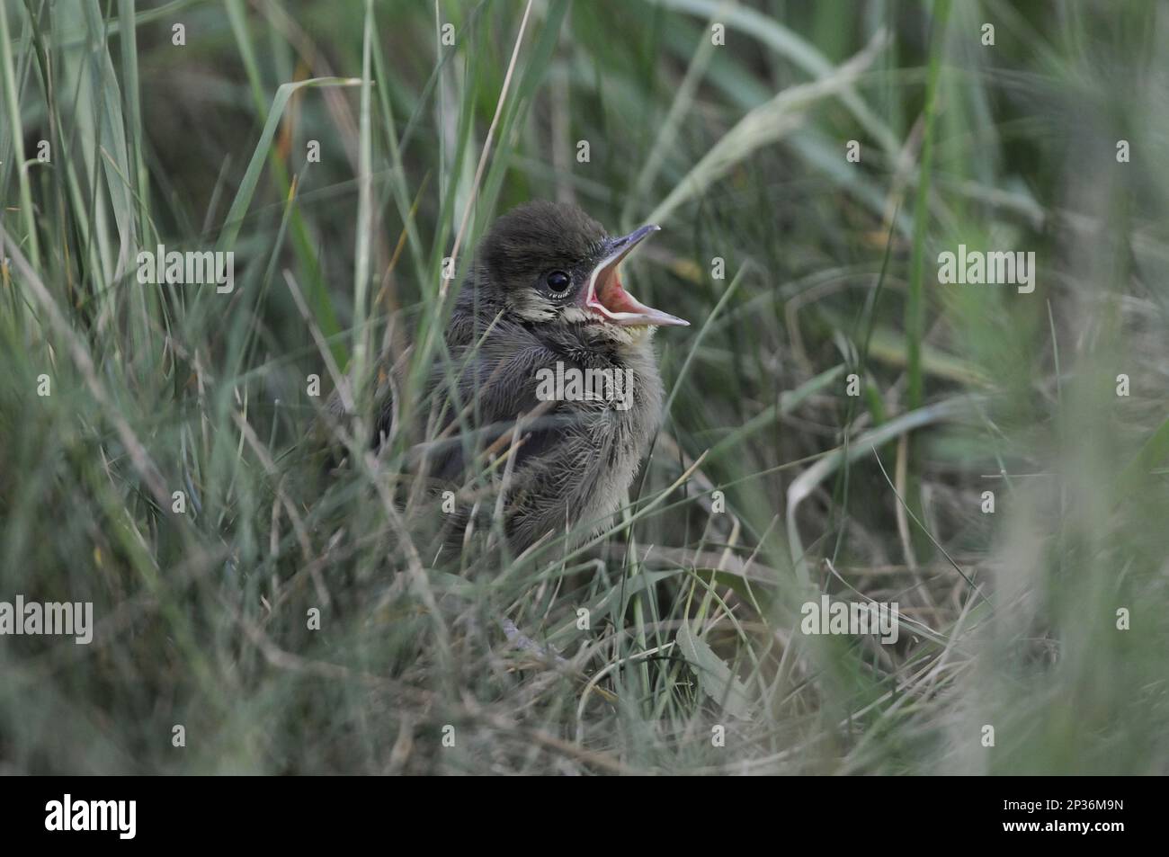 Blackcap (Sylvia atricapilla) giovani, di recente fuggito, chiedendo cibo tra erba, Norfolk, Inghilterra, Regno Unito Foto Stock