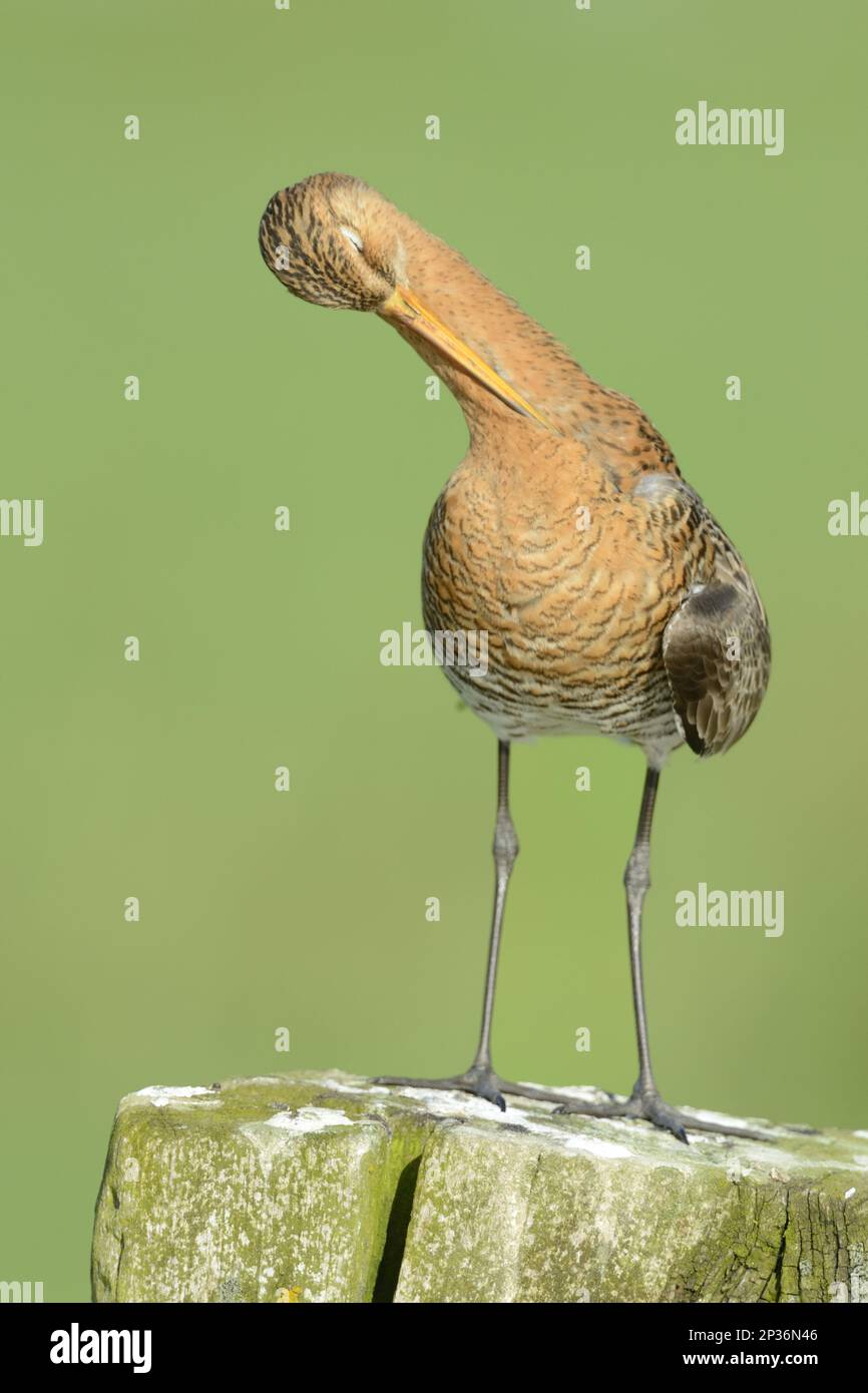 godwit dalla coda nera (Limosa limosa) adulto, piumaggio d'allevamento, preening, in piedi sul posto di recinzione, Paesi Bassi Foto Stock