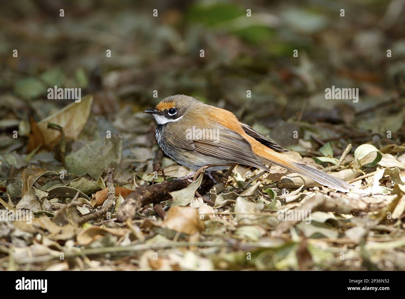 Rufous Fantail (Rhipidura rufifrons) adulto, foraging tra lettiera di foglie sul pavimento della foresta pluviale, Green Mountain, Lamington N.P., Queensland, Australia Foto Stock