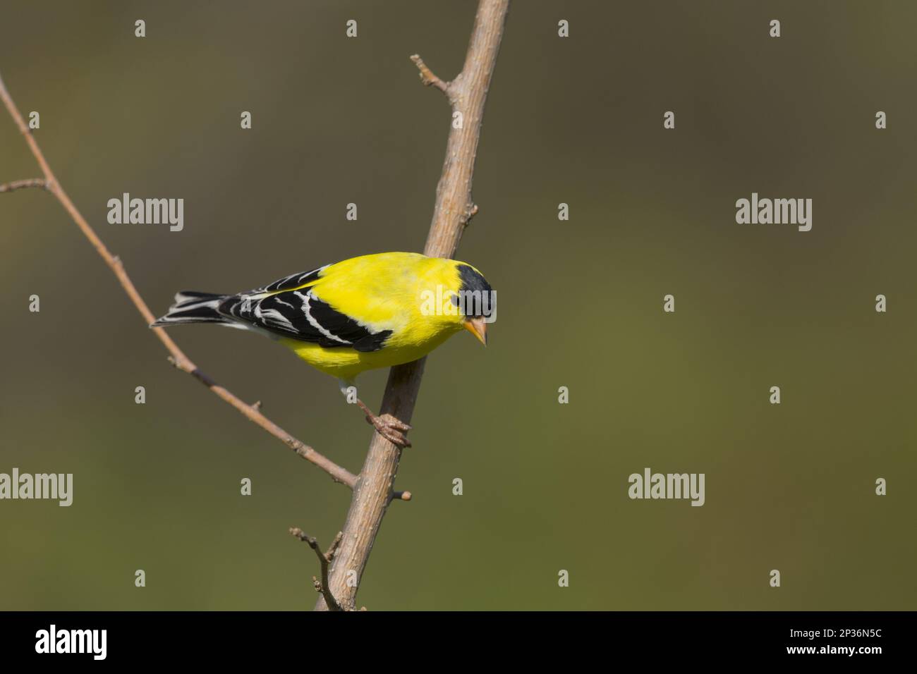 American american goldfinch (Carduelis tristis), maschio adulto, piumaggio di allevamento, seduto su un ramo, Ontario, Canada Foto Stock