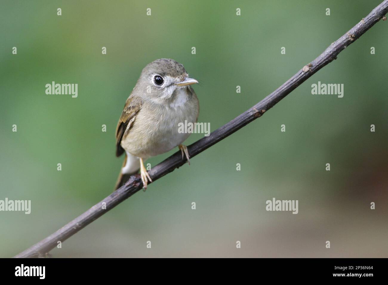 Asian Brown Flycatcher (Muscicapa dauurica) adulto, arroccato su ramoscello nella foresta pluviale di pianura, Sinharaja Forest Reserve, Sri Lanka Foto Stock