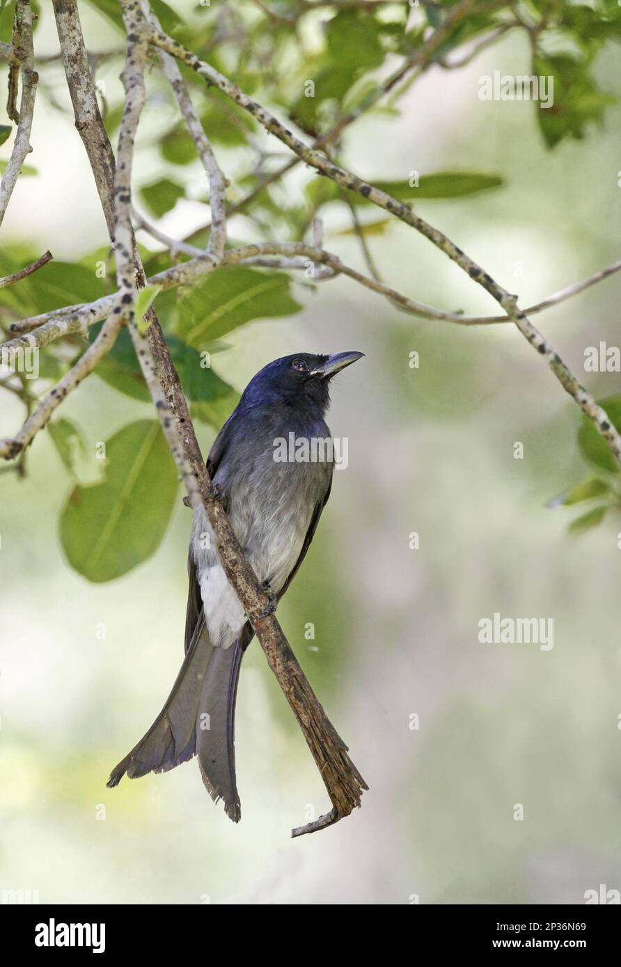 Drongo dalla ventata bianca (Dicrurus caerulescens insularis) adulto, arroccato su ramoscello, Polonnaruwa, Sri Lanka Foto Stock