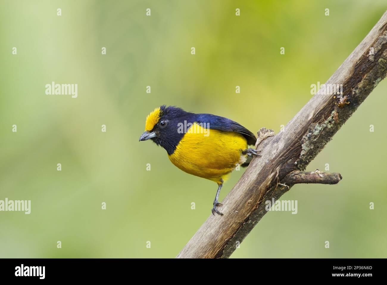 Organista giallo-bellizzato, organista giallo-bellizzato, Tanagers, songbirds, animali, Uccelli, Euphonia (Euphonia xantogaster) di colore arancione maschio adulto Foto Stock