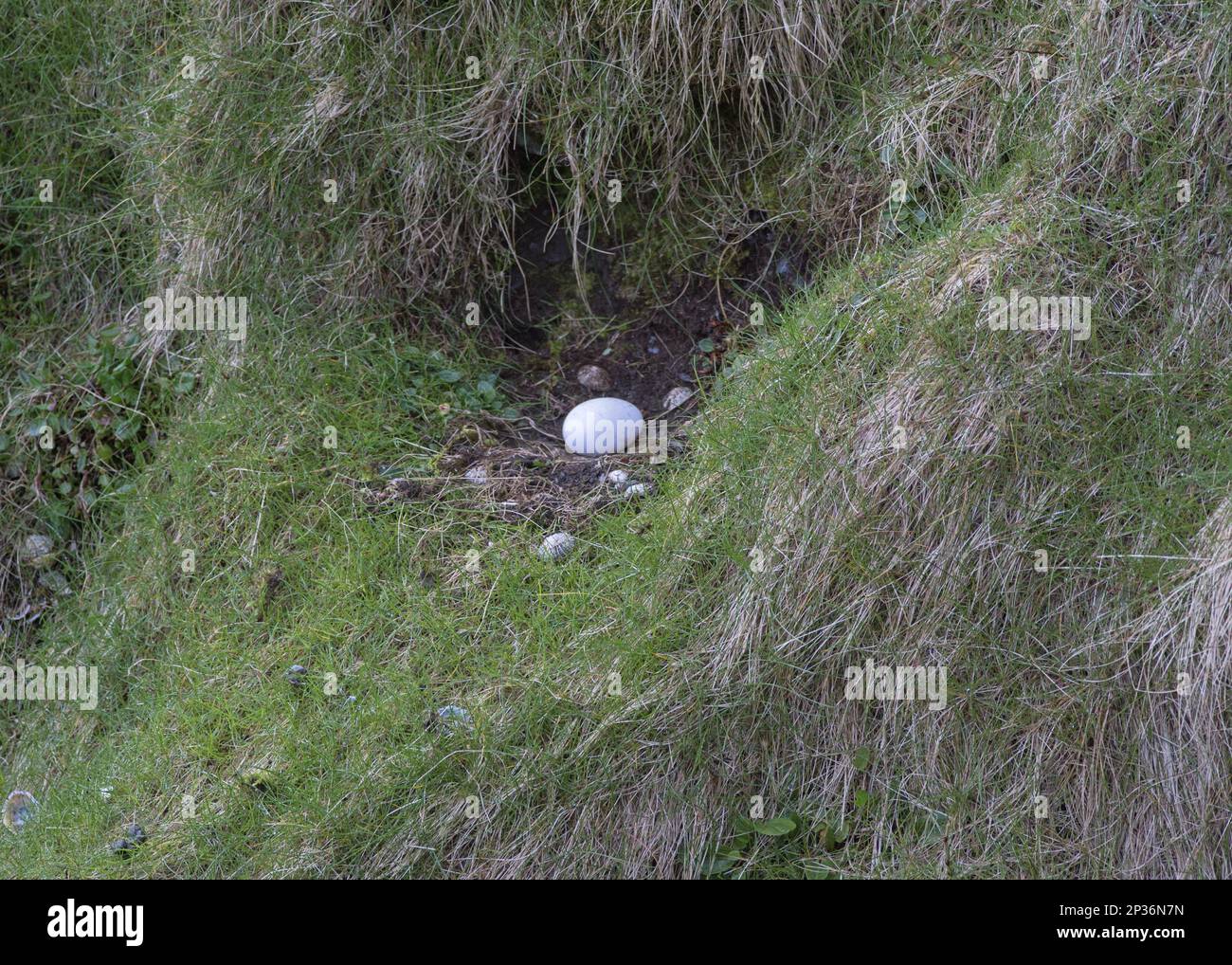 Fulmar Settentrionale (Fulmarus glacialis) uovo in nido, Unst, Isole Shetland, Scozia, Regno Unito Foto Stock