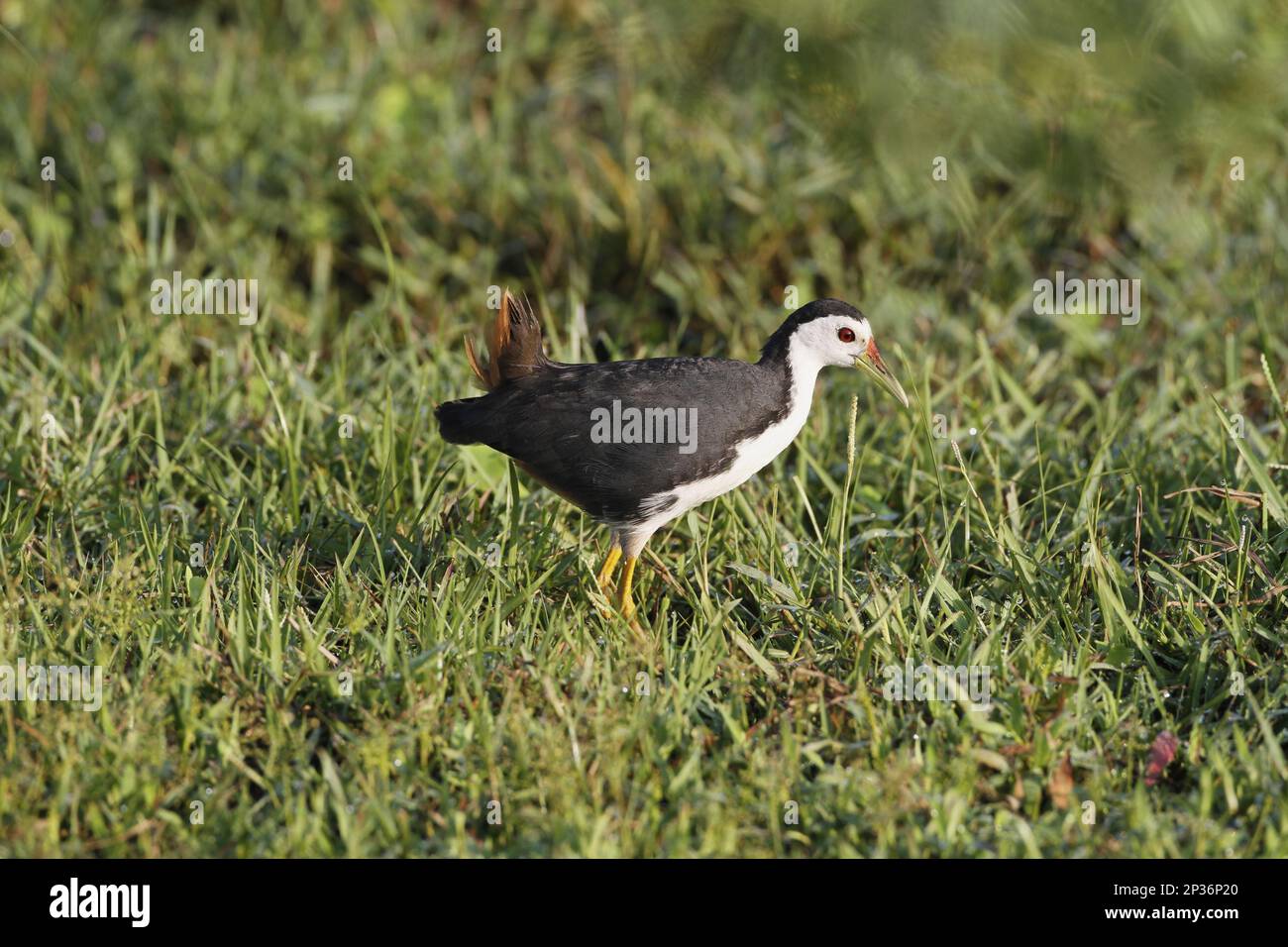 Waterhen bianco-breasted (Amaurornis phoenicurus) adulto, foraging fra erba, Bundala N. P. Sri Lanka Foto Stock