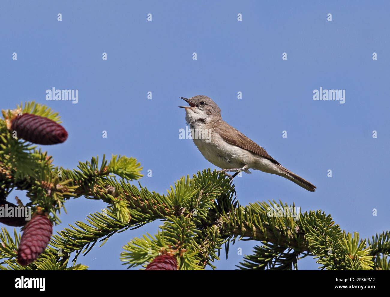 Minore whitegroe (Sylvia curruca curruca) maschio adulto, cantando, seduto in abete, Penisola Sorrentina, Isola di Saaremaa, Contea di Saare, Estonia Foto Stock