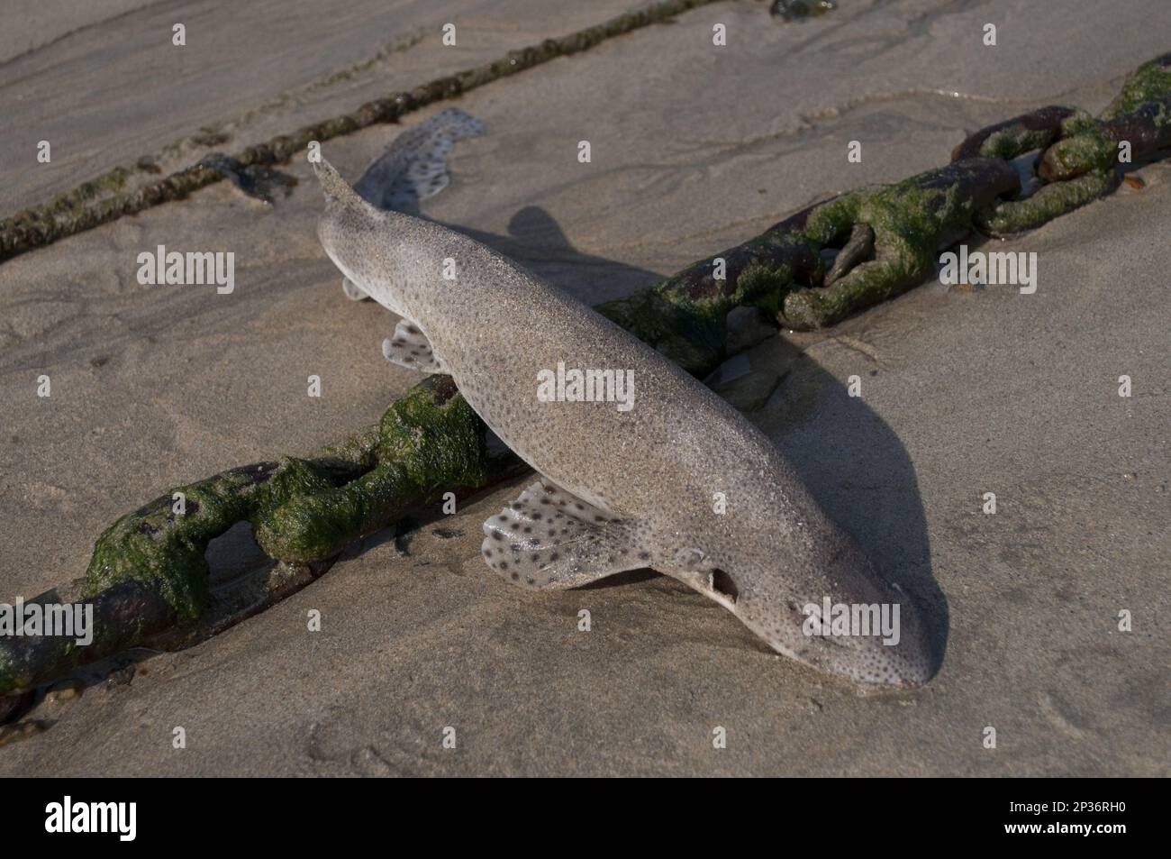 Pesce cane meno spottato (Scyliorhinus canicula) adulto morto, sulla spiaggia, Newquay Harbour, Newquay, Cornovaglia, Inghilterra, Regno Unito Foto Stock