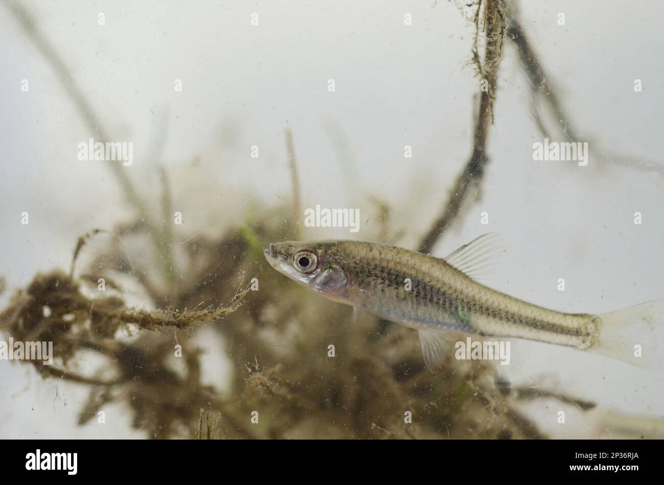 Topmouth Gudgeon (Pseudorasbora parva) introdotto specie invasive, adulto, nuoto in vasca, catturato in pesca, Inghilterra, Regno Unito Foto Stock