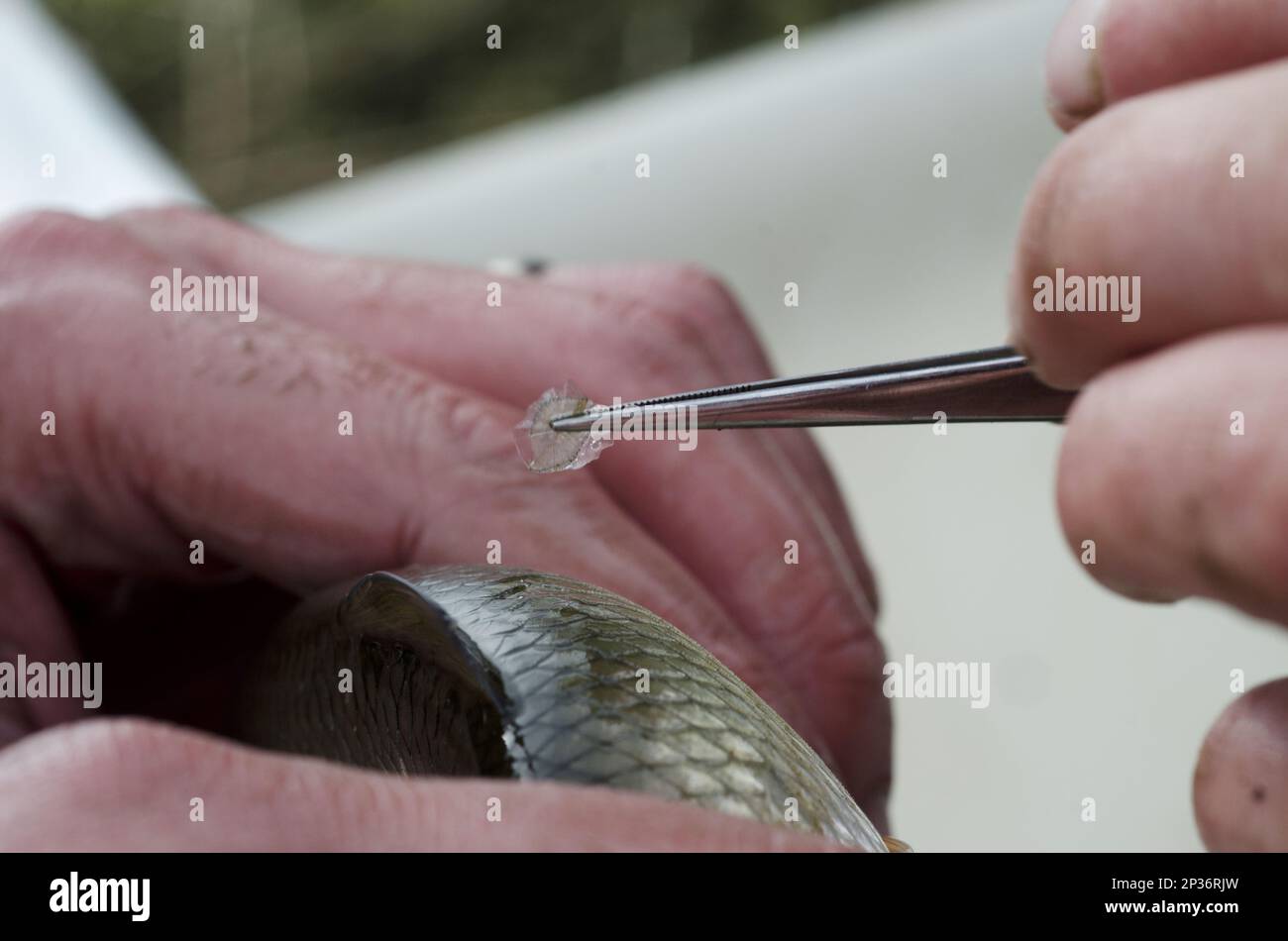 Dace comune (Leuciscus leuciscus) adulto, scala che è presa dal lavoratore dell'Agenzia per l'ambiente durante l'indagine di pesce, River Soar, Leicestershire, Inghilterra Foto Stock