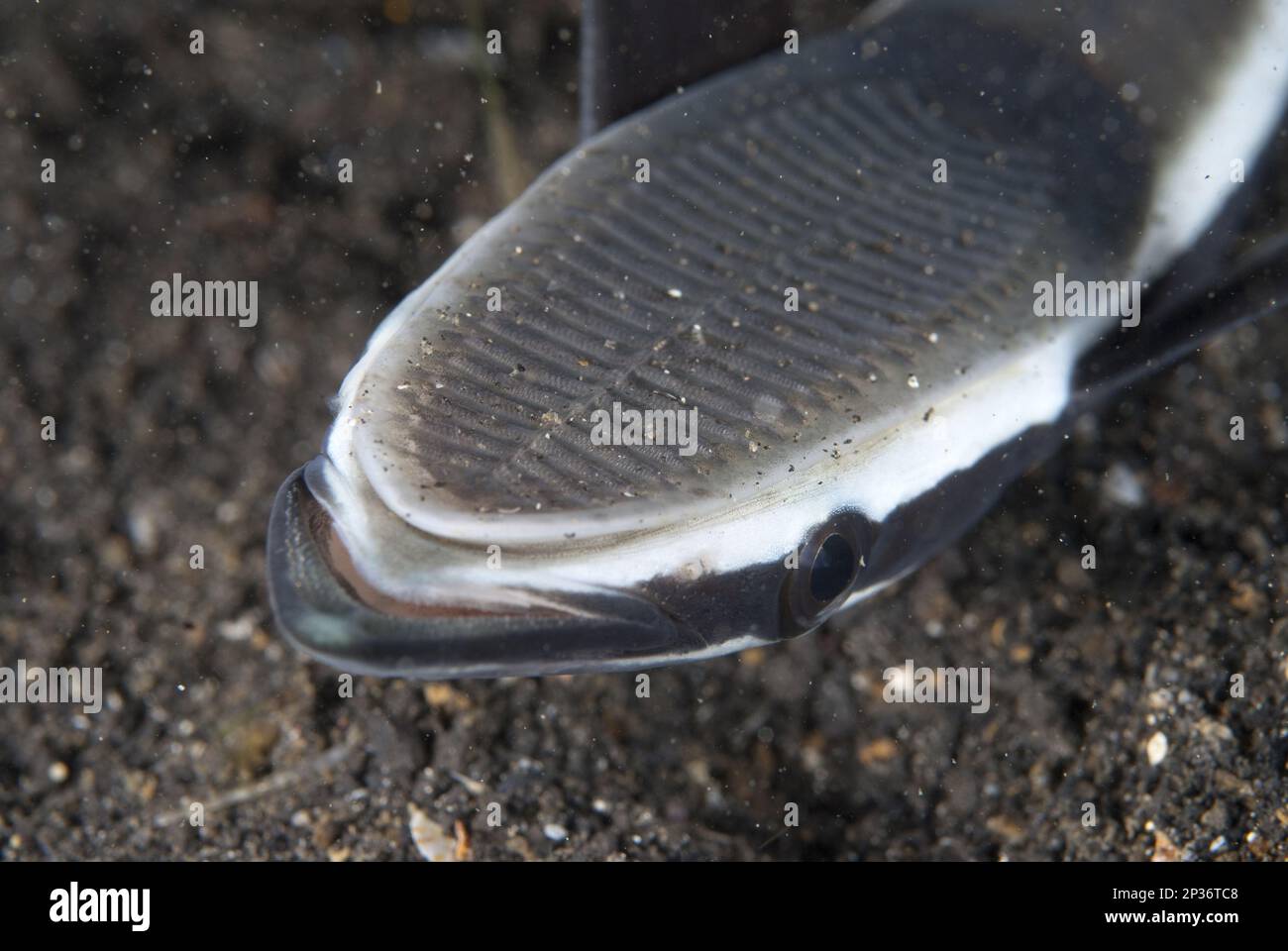 Sharksucker vivi (Echeneis naucrates), sharksucker striato, altri animali, pesci, animali, Sgombro spinoso, Sharksucker adulto, primo piano della testa con Foto Stock