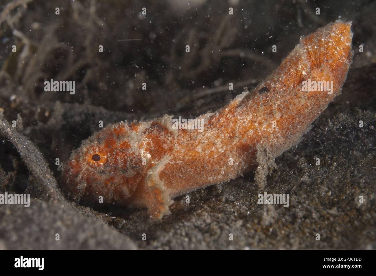 Pesci di velluto, pesci di velluto, altri animali, pesci, animali, Scorfani, Arancio Sulu Velvetfish (Paraploactis obbesi) adulto, riposante su sabbia nera, Lembeh Foto Stock