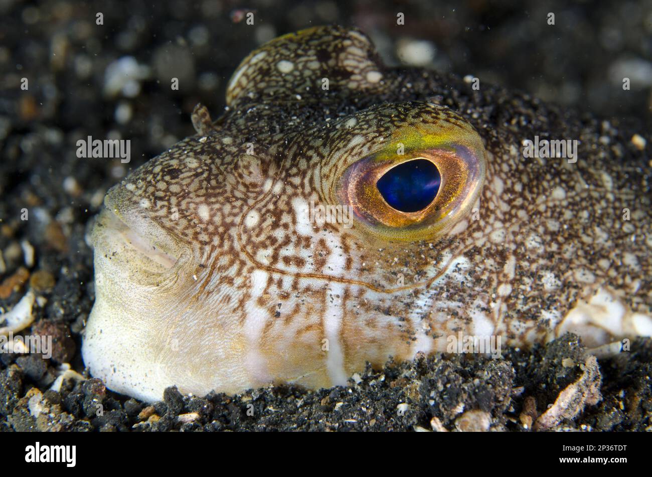 Puffer shortfin (Torquigener brevipinnis) adulto, primo piano della testa sepolta in sabbia nera, Lembeh Strait, Sulawesi, Isole Sunda, Indonesia Foto Stock