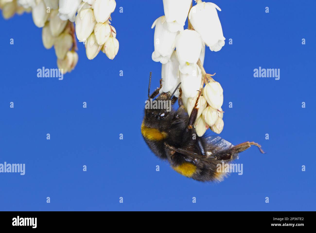 Bumblebee (Bombus terrestris) regina dalla coda buff, che si nutre di fiori giapponesi Pieris (Pieris japonica) in giardino, Powys, Galles, Regno Unito Foto Stock