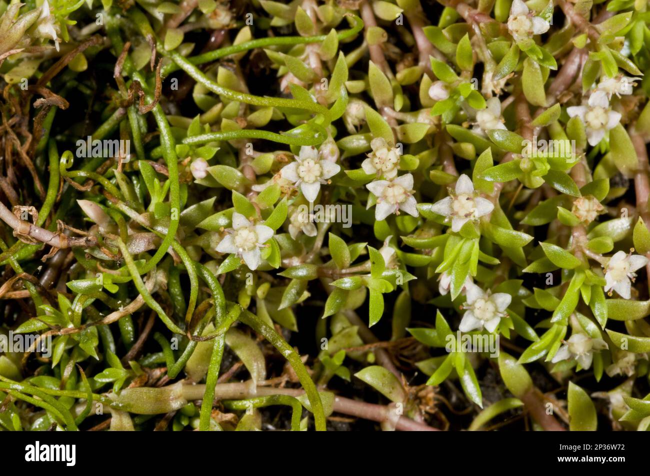 Nuova Zelanda Pygmyweed (Crassula helmsii) introdotto specie invasive, fiorendo, crescendo in stagno, New Forest, Hampshire, Inghilterra, Regno Unito Foto Stock