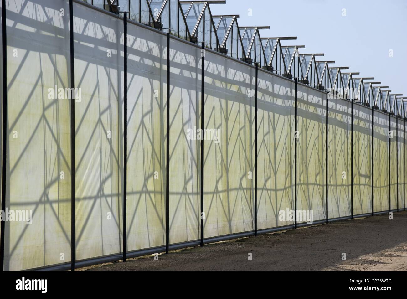 Shading serra commerciale, Jutland (Jylland), Danimarca Foto Stock