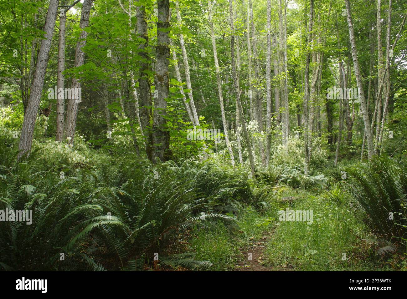 Percorso attraverso habitat forestale, Saltspring Island, stretto di Georgia, Gulf Islands, British Columbia, Canada Foto Stock