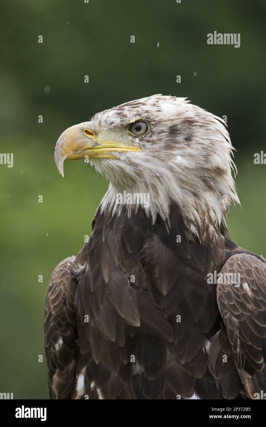 Aquila calva (Haliaeetus leucocephalus) immatura, primo piano della testa e del petto, sotto la pioggia (in cattività) Foto Stock