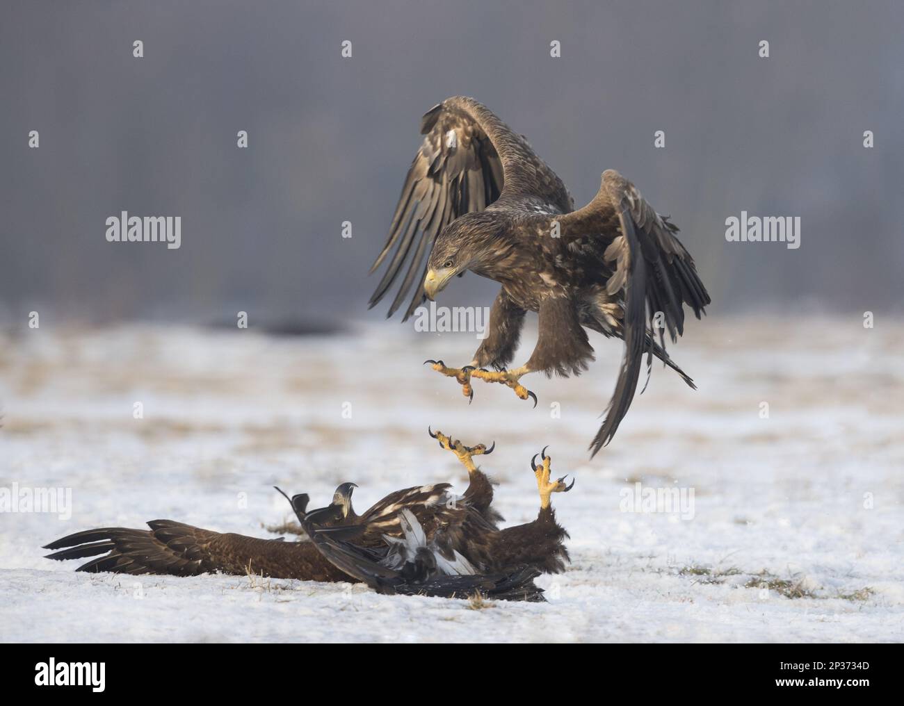 Aquila dalla coda bianca (Haliaeetus albicilla) due immature, lottando sulla neve, Polonia Foto Stock